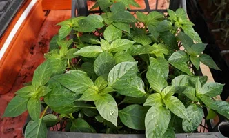 تصویر 3 از نشا فلفل دلمه‌ ای رنگی در تنوع بالا